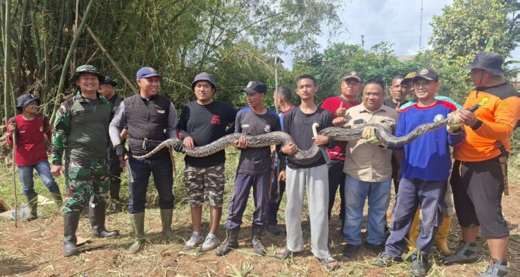 Kerja Bakti Ketua DPRD Berujung Temuan Sanca, Lahan Lama Tak Terurus