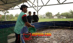 Program MBG Dorong Rantai Pasok Lokal, Budidaya Lele Jadi Tulang Punggung