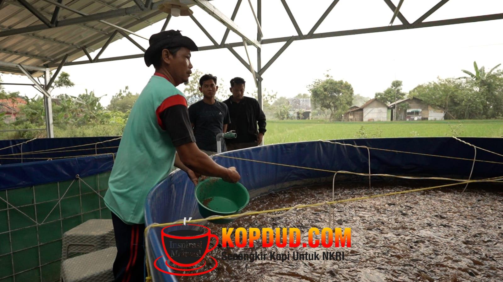 Program MBG Dorong Rantai Pasok Lokal, Budidaya Lele Jadi Tulang Punggung