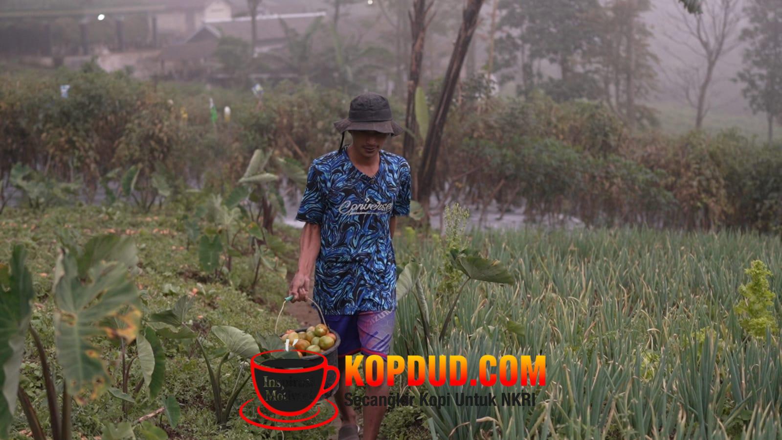 Sayuran Merapi Laris Manis, PAD Petani Meningkat