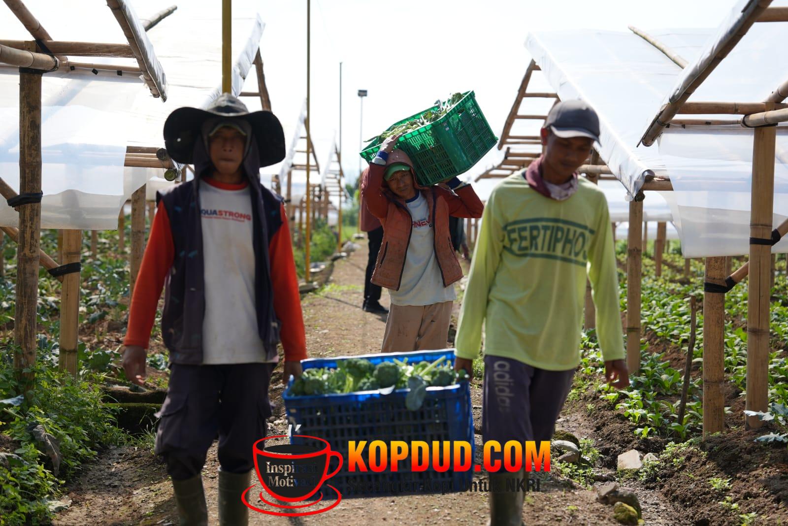 Penghasilan Naik, Uang Sekolah Terjamin, Petani di Cipanas Rasakan Dampak Nyata MBG
