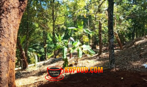 Dari Alam ke Pasar Potensi Kebun Kecamatan Cikakak Sukabumi Tingkatkan Kesejahteraan