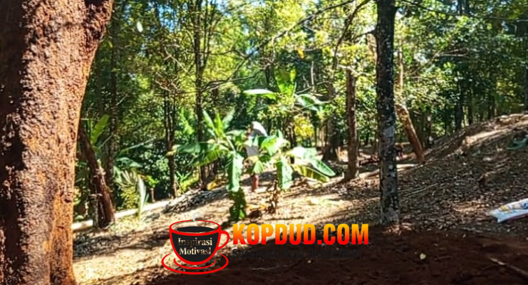 Dari Alam ke Pasar Potensi Kebun Kecamatan Cikakak Sukabumi Tingkatkan Kesejahteraan